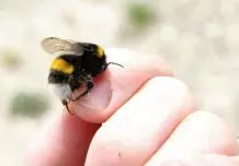 Können Hummeln eigentlich stechen?