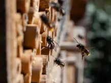 Wie baue ich ein Insektenhotel?
