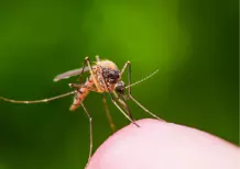 Warum jucken Mückenstiche?