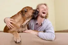 Lifehacks für Tiere: Wie Hunde Zähne putzen und Katzen Möbel schonen