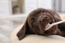 Lifehacks für Tiere: Wie Hunde Zähne putzen und Katzen Möbel schonen