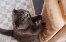 Lifehacks für Tiere: Wie Hunde Zähne putzen und Katzen Möbel schonen