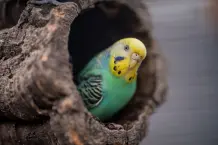 Lifehacks für Tiere: Wie Hunde Zähne putzen und Katzen Möbel schonen