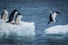 Warum können Pinguine nicht fliegen?