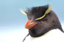 Warum können Pinguine nicht fliegen?