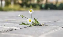 „Bernhards Welt“: Ist das Natur oder kann das weg?