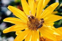 Self-Care mit Ina: Arnica - Wirkung, Anwendung und Tinkturen