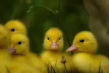 7 verrückte Phobien, die du noch nicht kanntest