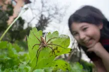 „Warum klebt eine Spinne nicht an ihrem Netz fest?“