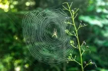„Warum klebt eine Spinne nicht an ihrem Netz fest?“