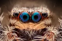 „Warum klebt eine Spinne nicht an ihrem Netz fest?“