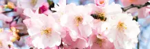 Weltbienentag – Rettung in letzter Sekunde?