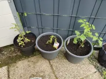 Tomaten und Zucchini in Töpfen herangezogen und mit guten Erfolgsaussichten auf eine balige Ernte. 
