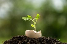 Dünger selber machen: 14 Alternativen zur chemischen Keule