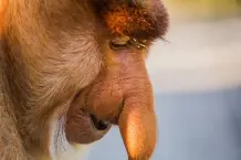 „Warum sind Nasenaffen so hässlich?“
