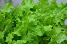Pflücksalat aus dem Supermarkt in den Balkonkasten pflanzen
