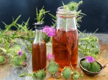 Distel – Wirkung und Anwendung