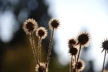 Distel – Wirkung und Anwendung