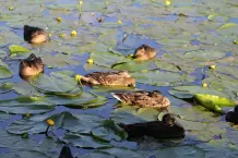 "Warum fallen Vögel beim Schlafen nicht vom Baum?"