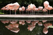 "Warum fallen Vögel beim Schlafen nicht vom Baum?"