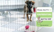 Welpengitter Test & Vergleich: 6 günstige Empfehlungen