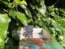 Insekten lebend mit Streichholzschachtel fangen