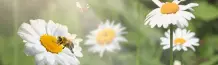 Self-Care mit Ina: Gänseblümchen – Liebesorakel und Nährstoffbombe