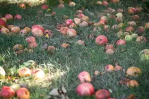 Apfelkerzen selber basteln - stimmungsvolle Herbstdeko