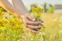 Johanniskraut: Stimmungsaufheller gegen Depressionen
