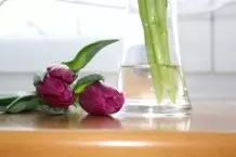 Schnittblumen/Tulpen stehen wie eine Eins