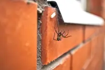 Spinnen aus der Wohnung vertreiben