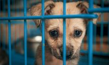 Tierschutz zu Weihnachten - Gewinne eine Tierheim-Patenschaft
