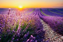 Heilwirkung von Lavendel - Rezepte und Tipps