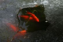 „Warum erfrieren Fische nicht im Eis?“