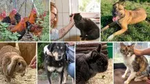 Weihnachtspaten gefunden – Hoffnung für Tierheim-Dauerbewohner