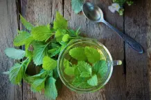 Melisse: Wirkung, Anwendung und Tee-Rezepte
