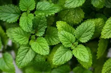 Melisse: Wirkung, Anwendung und Tee-Rezepte