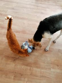 Schnüffelspiel für drinnen für Hunde selber machen aus alten Handtüchern