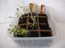 Pflanzenstecker aus Eisstielen selber machen - Upcycling DIY