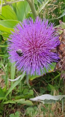 Essbare Pflanzen aus dem Garten - dekorativ und lecker