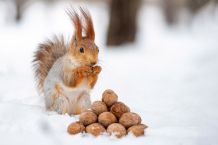 „Wie finden Eichhörnchen ihre Nüsse wieder?“
