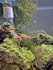 "Bernhards Welt" – Tierische Unterwasserwelten