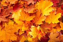 Warum werden Blätter im Herbst bunt?