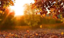 Warum werden Blätter im Herbst bunt?