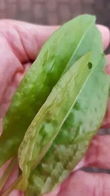 Sauerampfer - eine heimische Gewürz- und Gemüsepflanze