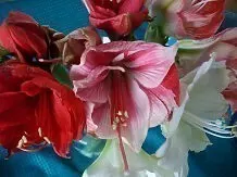 Amaryllis-Schnittblumen richtig anschneiden