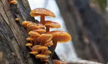 Winterpilze sammeln: 3 typische essbare Exemplare
