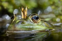 „Von wem kommen eigentlich die Märchen?“