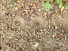 Kleinod für Tiere im Garten