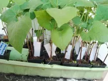 Stangenbohnen anbauen trotz Schneckenplage – mit Vorkultur